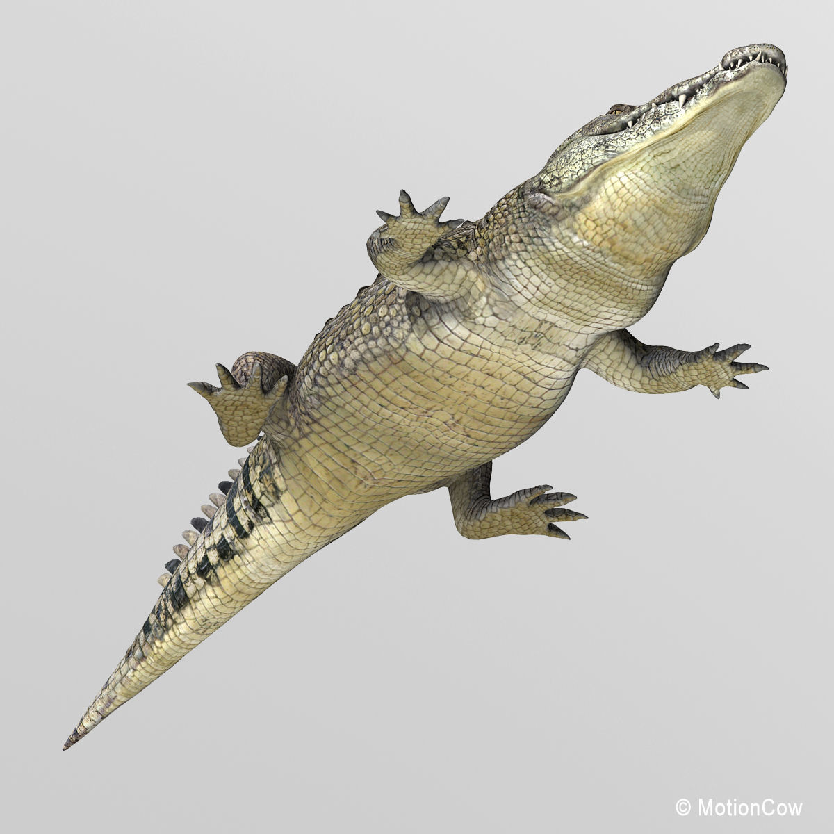 Crocodile 3D model_11