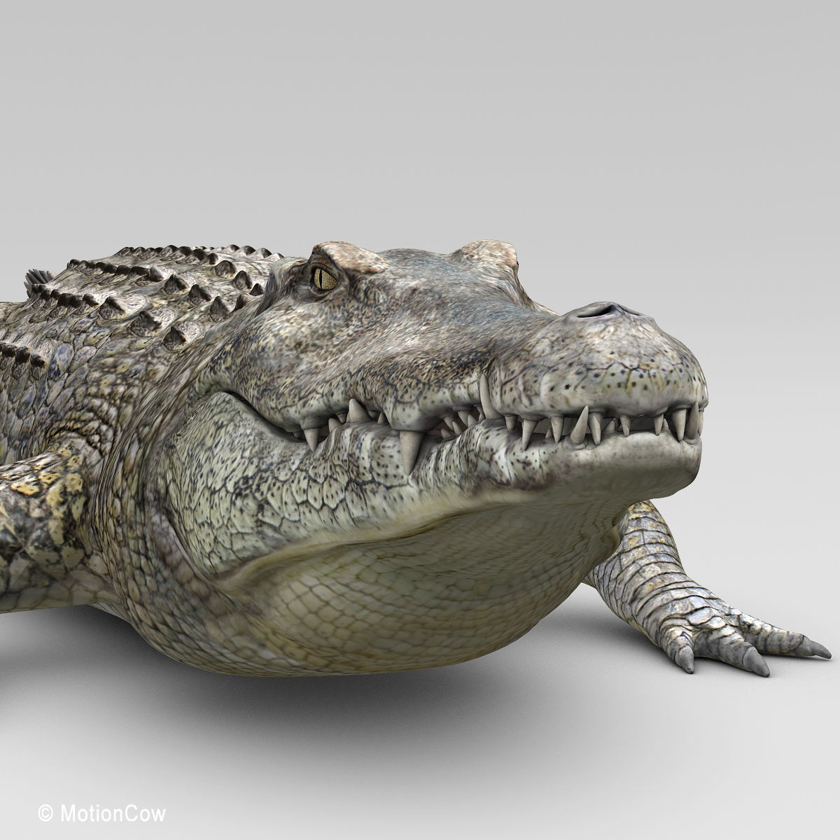 Crocodile 3D model_12