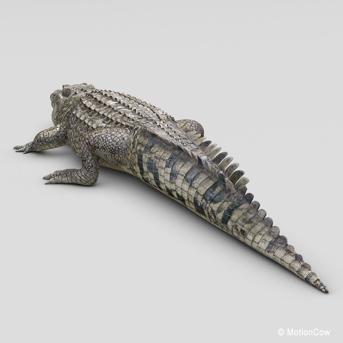 Crocodile 3D model_10
