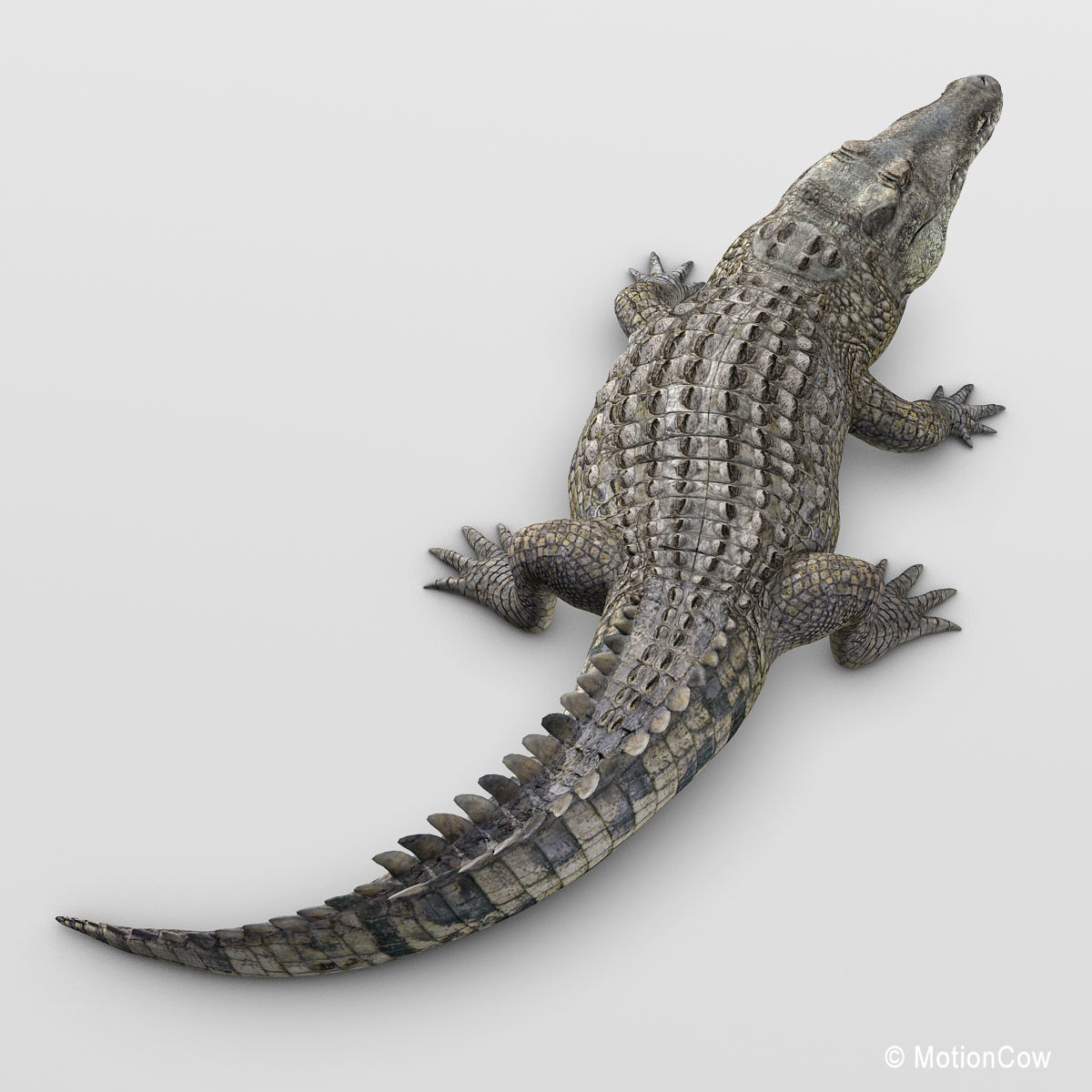 Crocodile 3D model_5