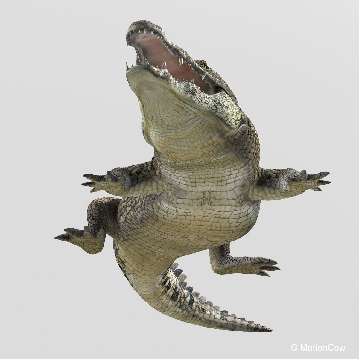 Crocodile 3D model_8