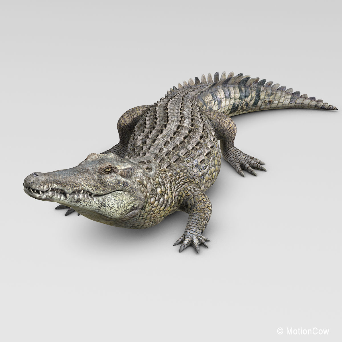 Crocodile 3D model_2