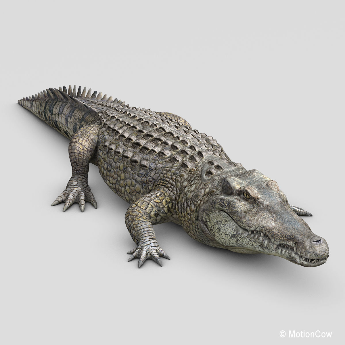 Crocodile 3D model_9