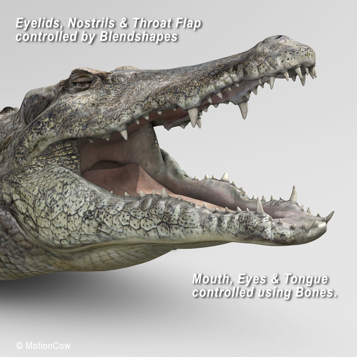 Crocodile 3D model_15