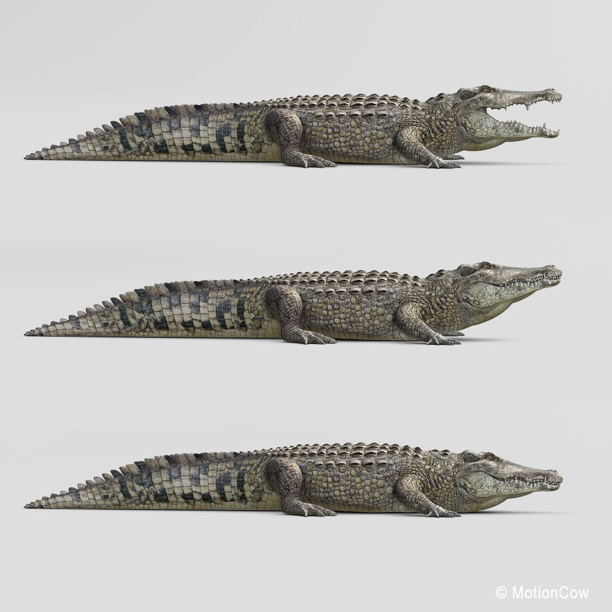 Crocodile 3D model_21