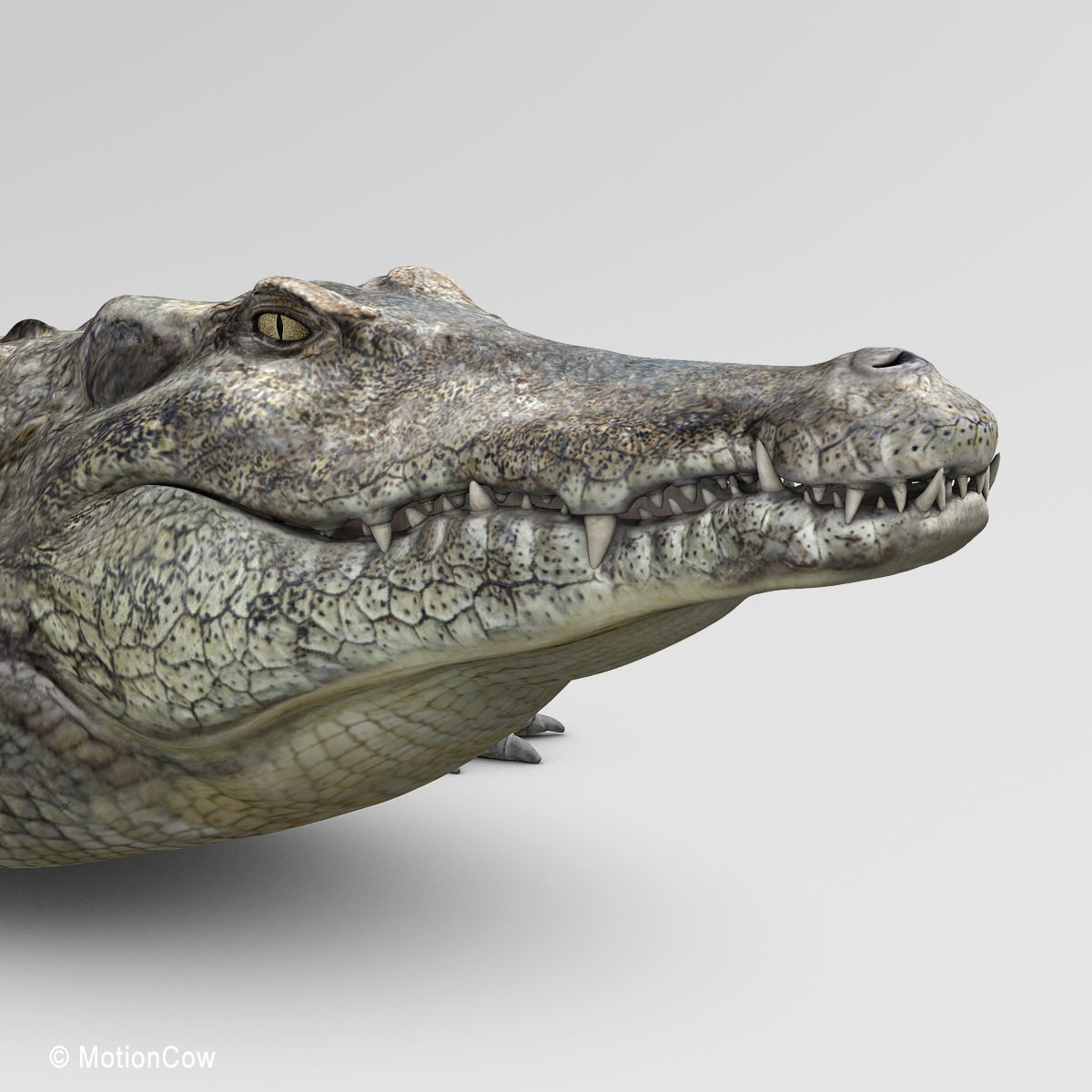 Crocodile 3D model_14