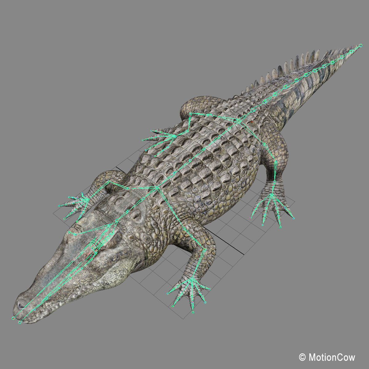 Crocodile 3D model_26