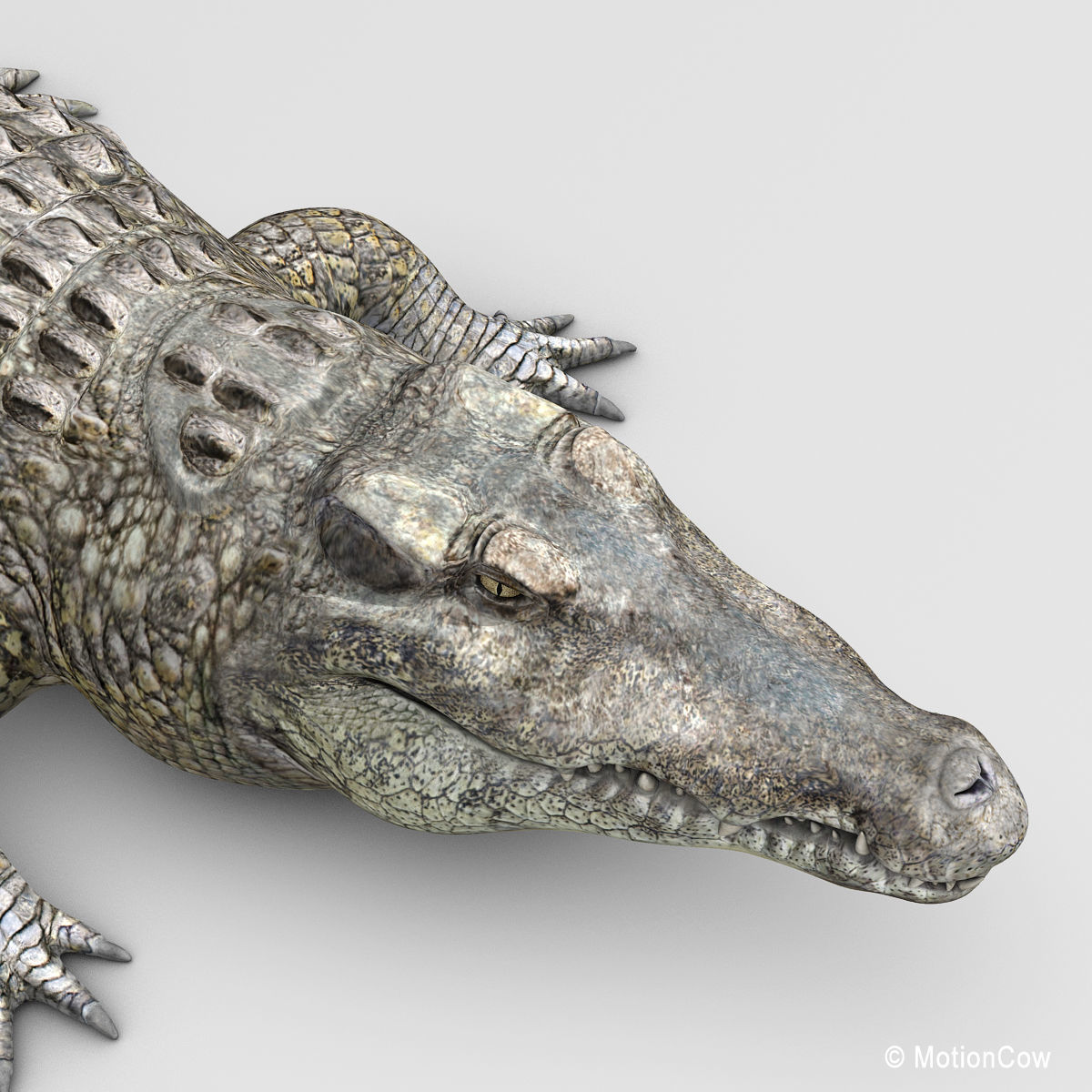 Crocodile 3D model_16