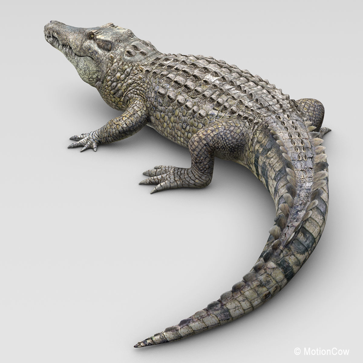 Crocodile 3D model_6