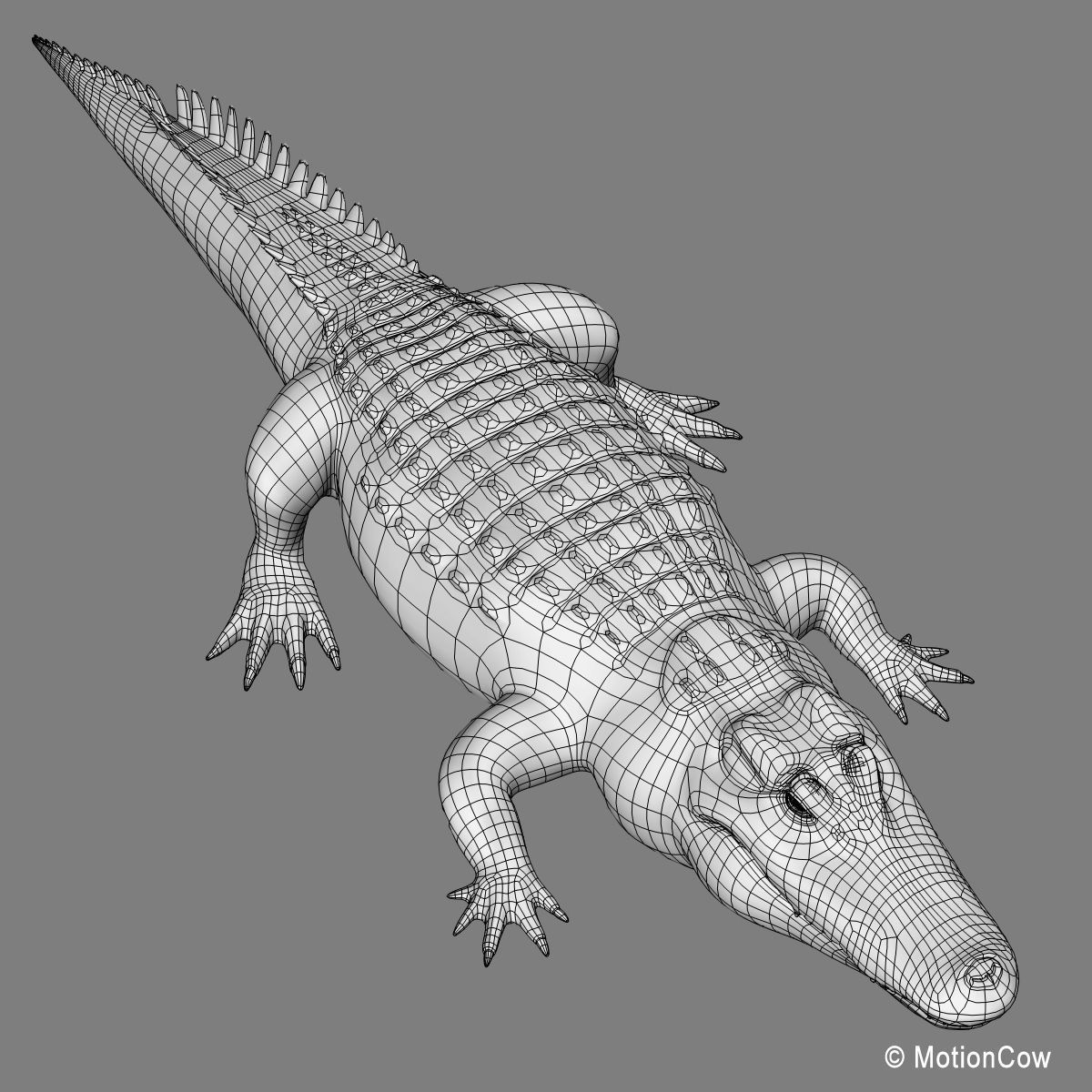 Alligator 3D model_22