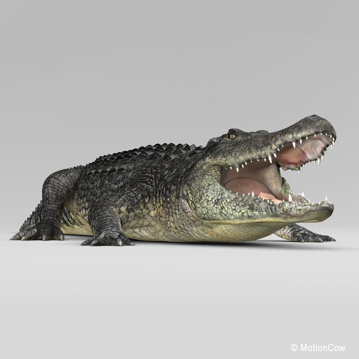 Alligator 3D model_8
