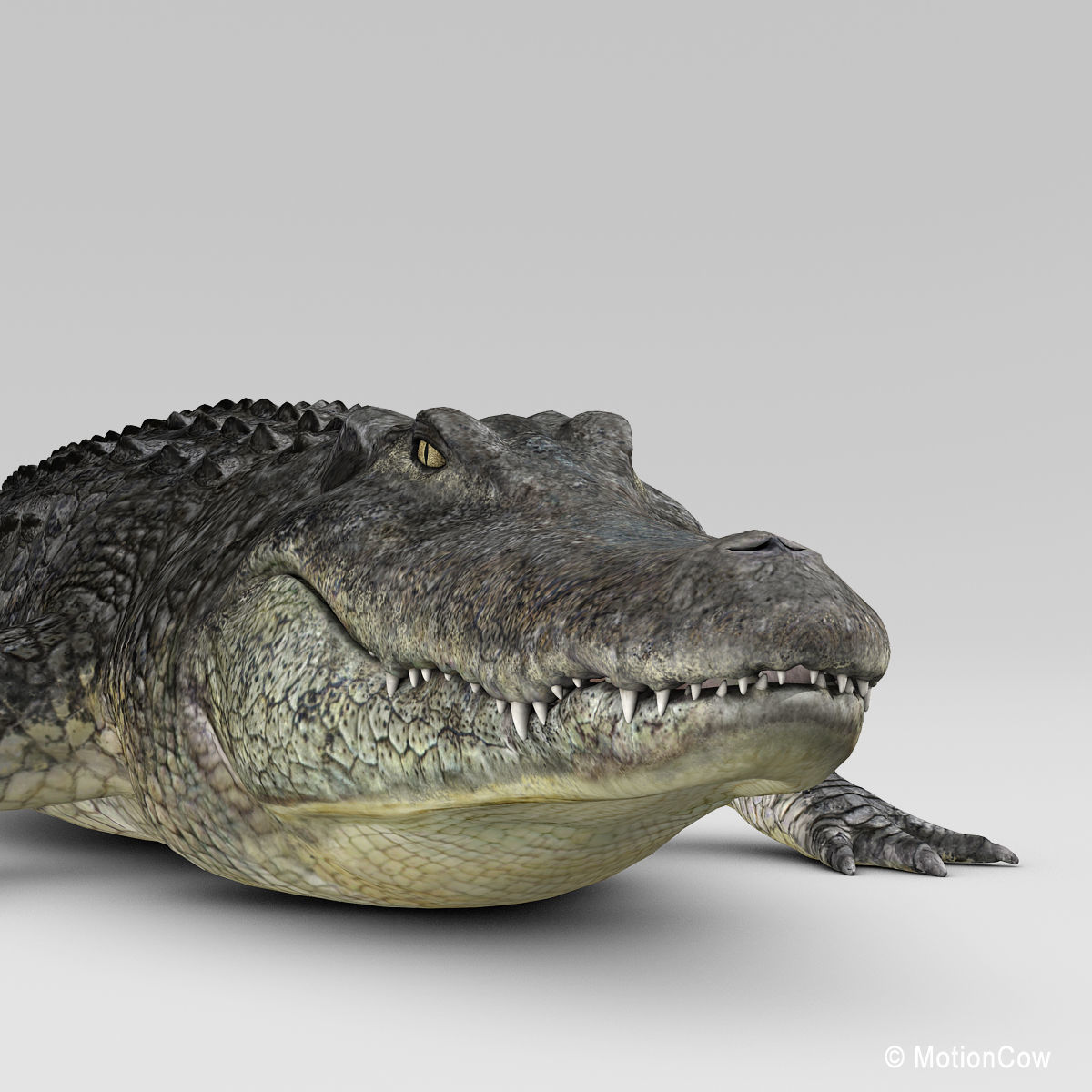 Alligator 3D model_9