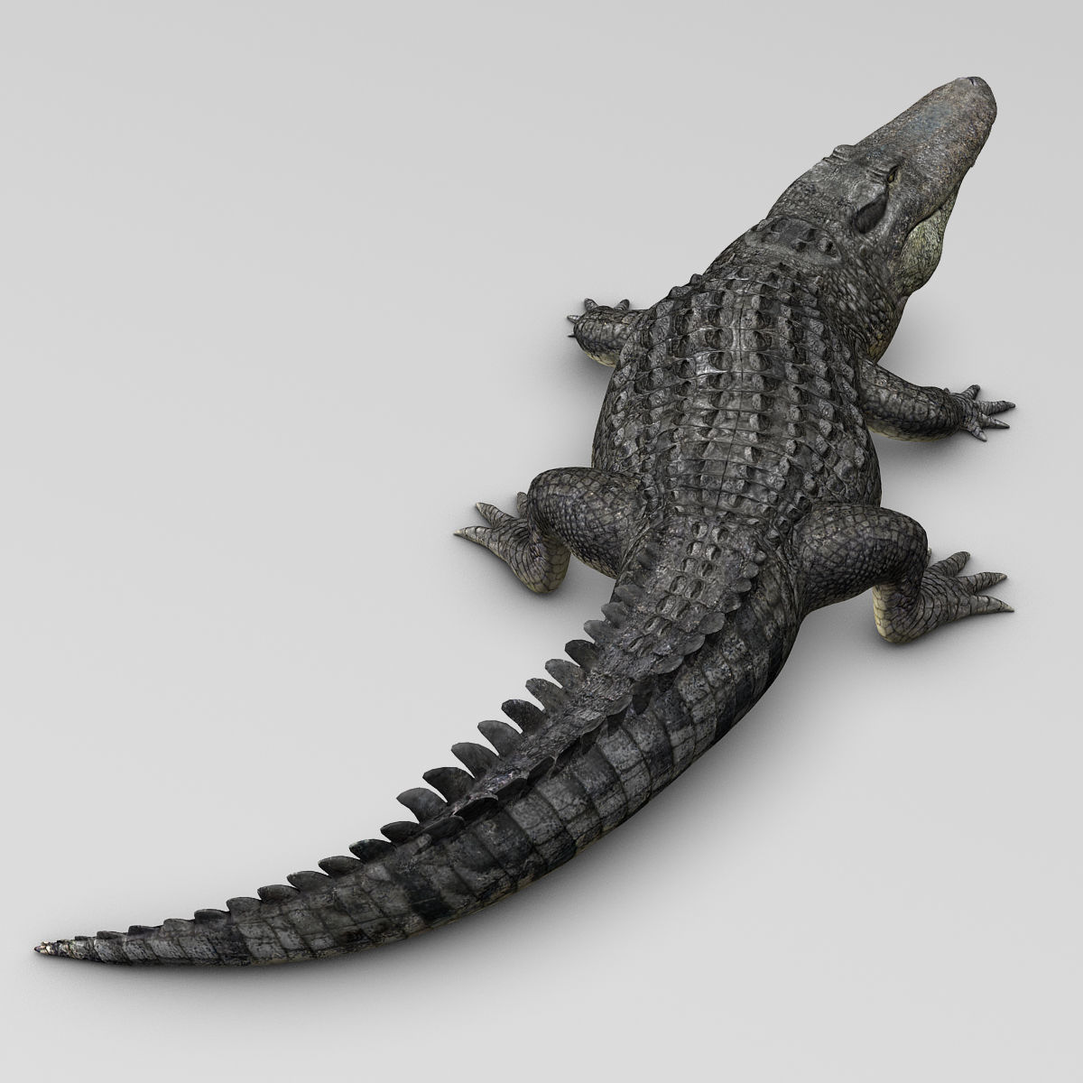 Alligator 3D model_4