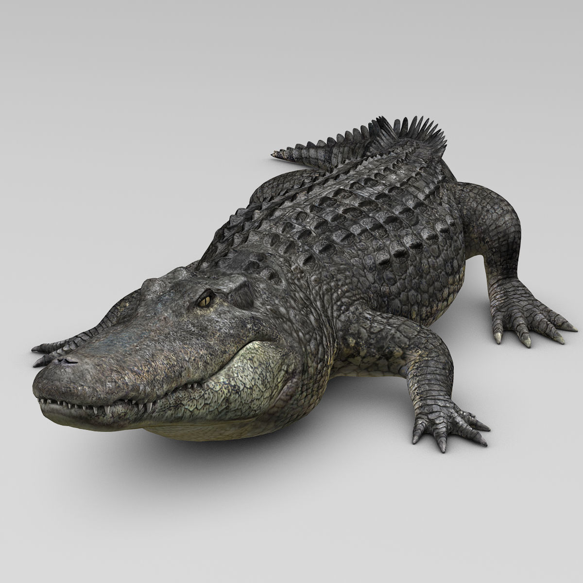 Alligator 3D model_17