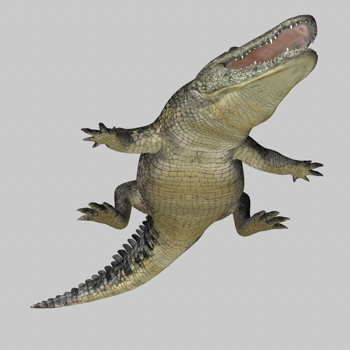 Alligator 3D model_19