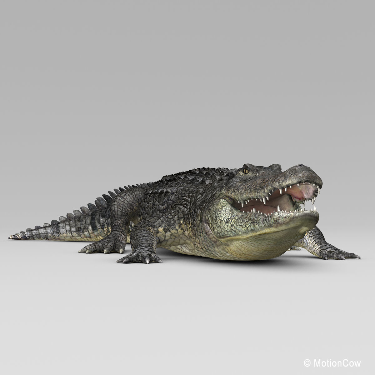 Alligator 3D model_16