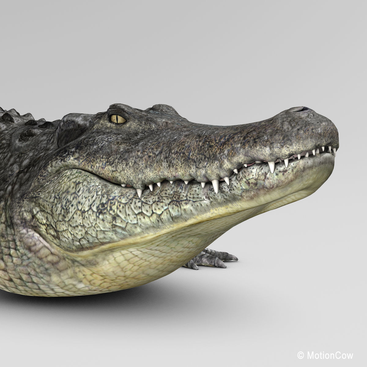 Alligator 3D model_11