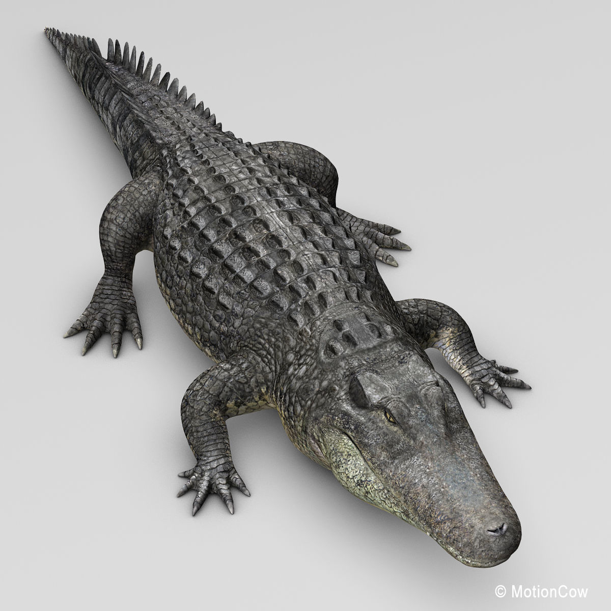 Alligator 3D model_20