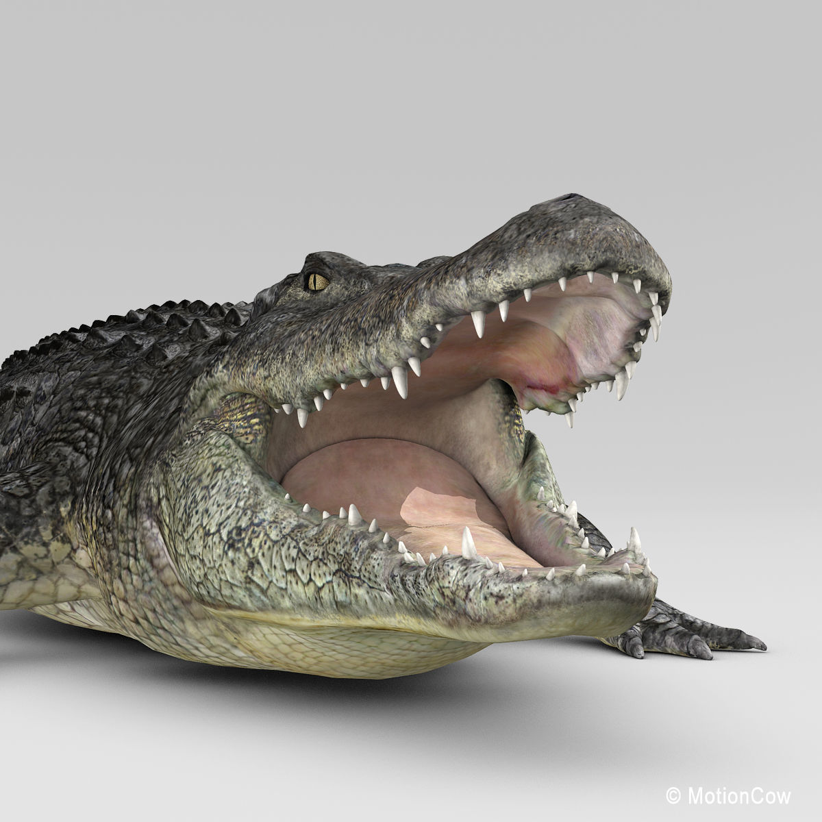 Alligator 3D model_10