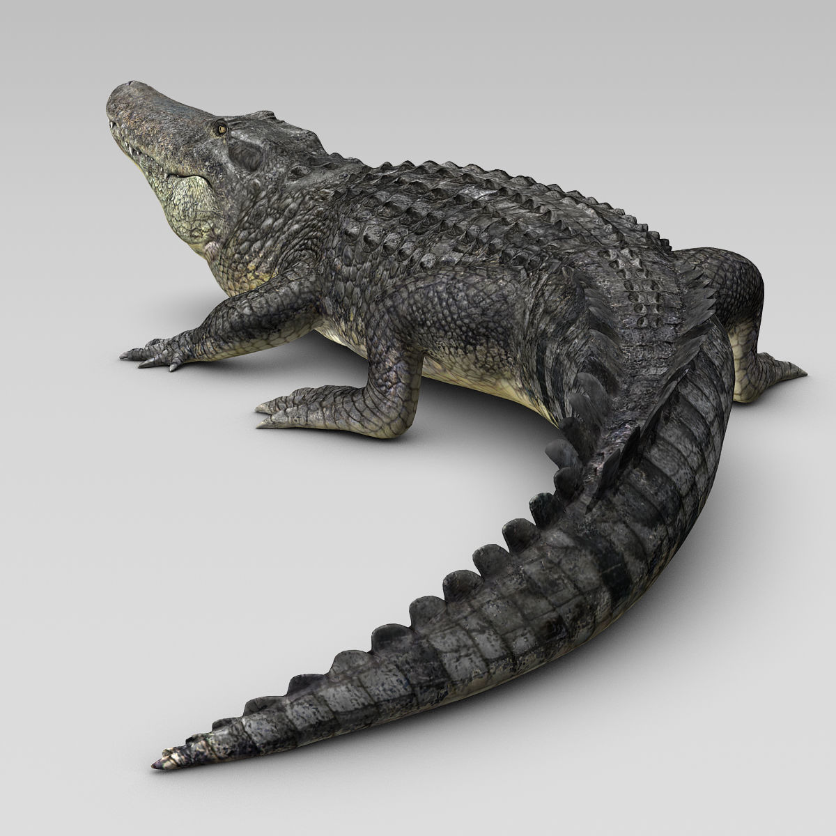 Alligator 3D model_2