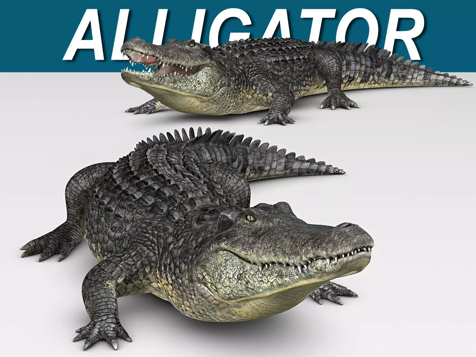 Alligator 3D model_0