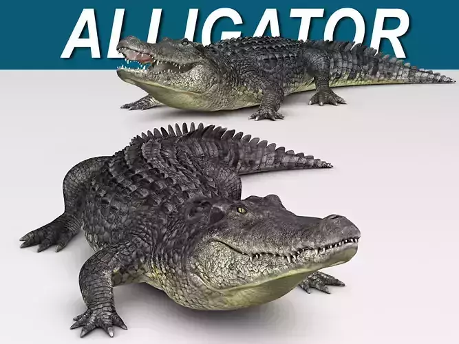 Alligator 3D model Alligator 3D model