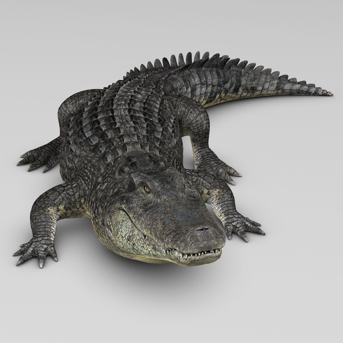 Alligator 3D model_3