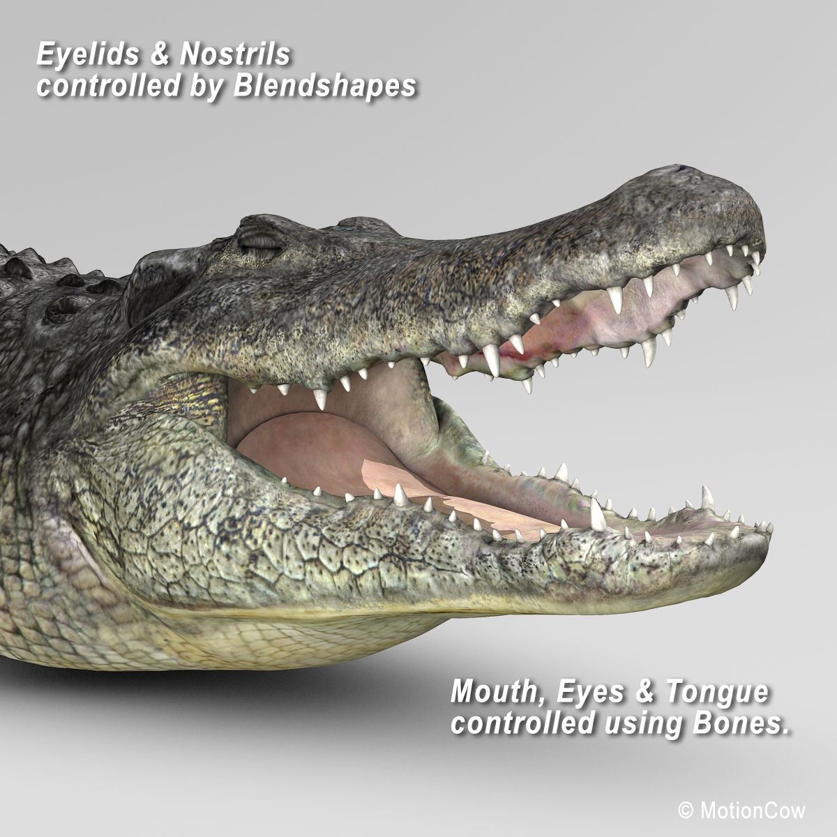 Alligator 3D model_12