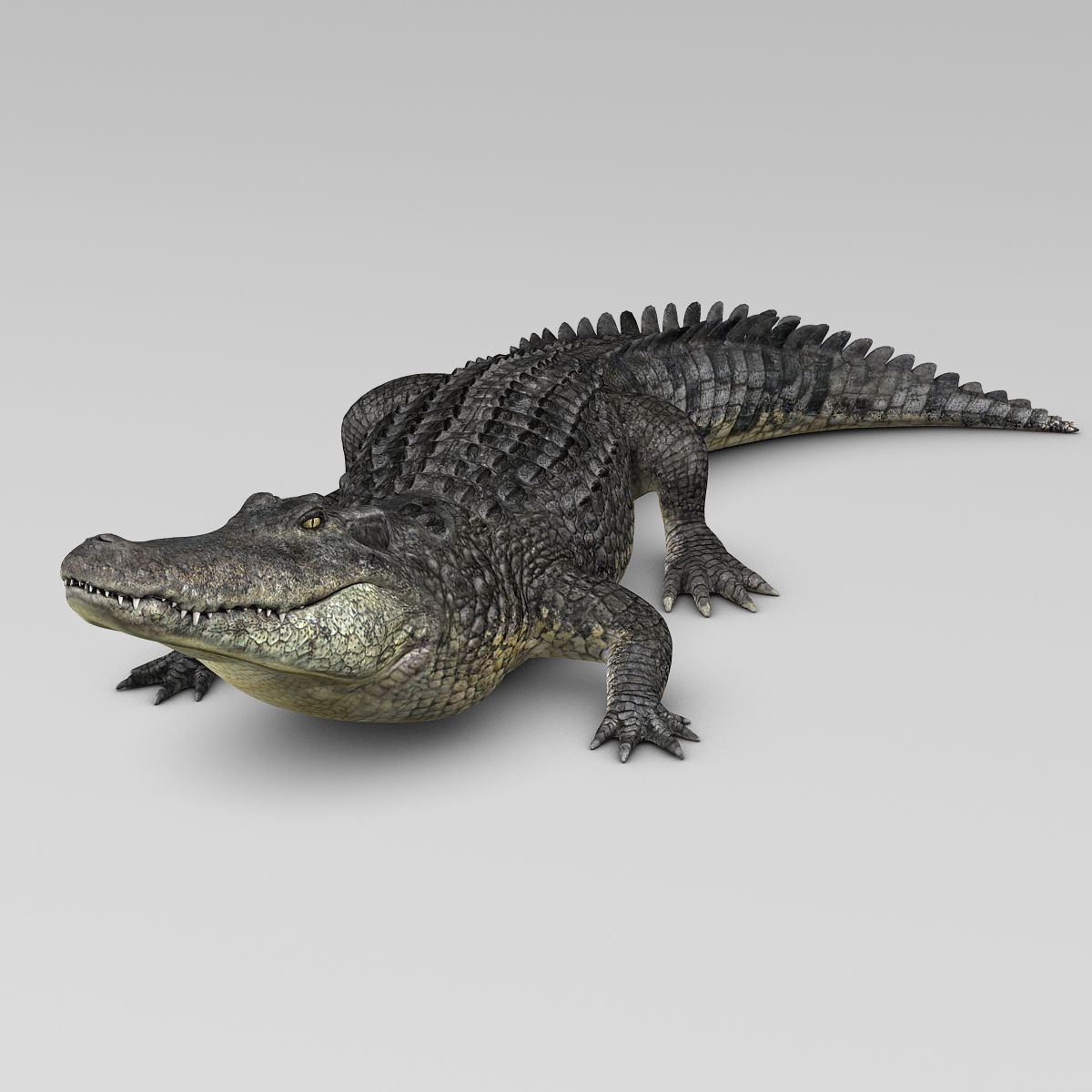 Alligator 3D model_5