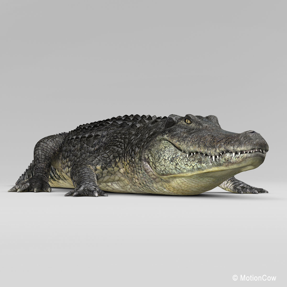 Alligator 3D model_6