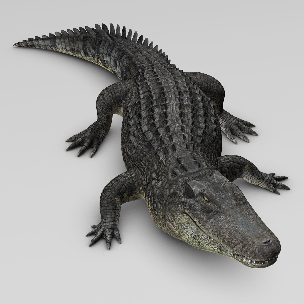 Alligator 3D model_18