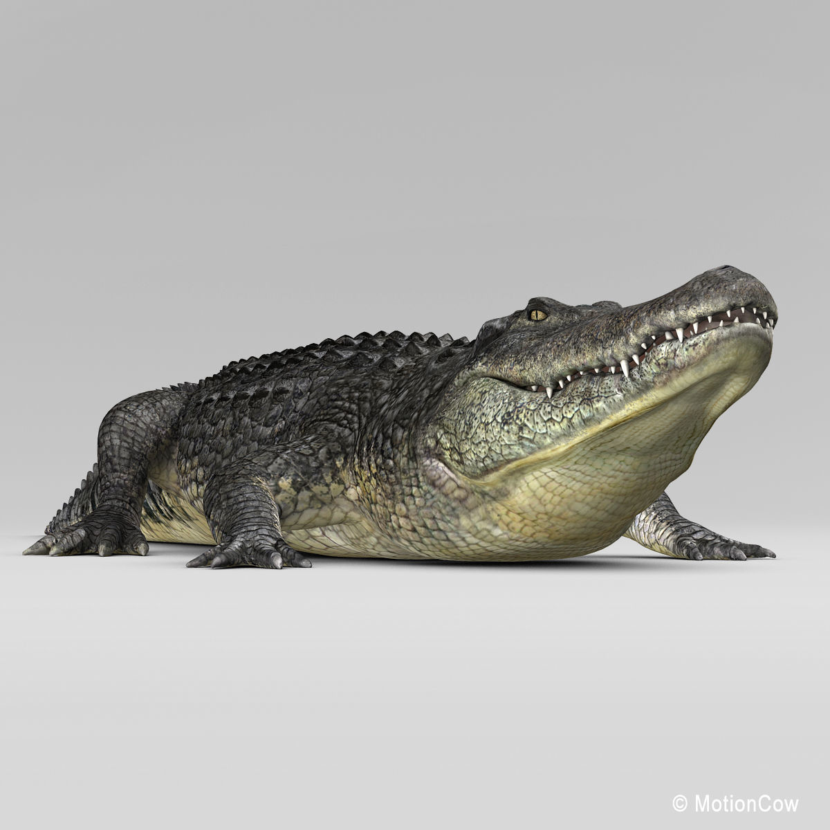 Alligator 3D model_7