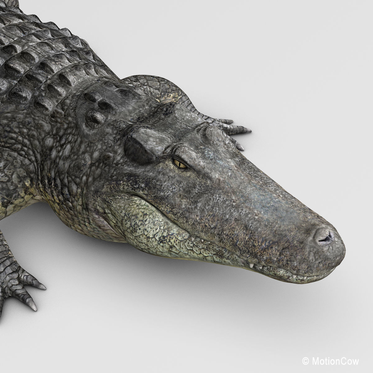 Alligator 3D model_14