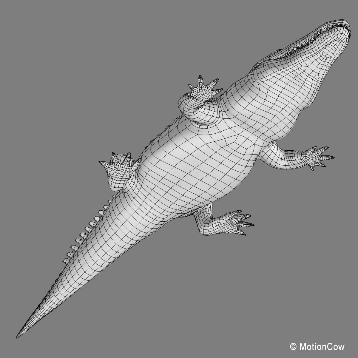 Alligator 3D model_24
