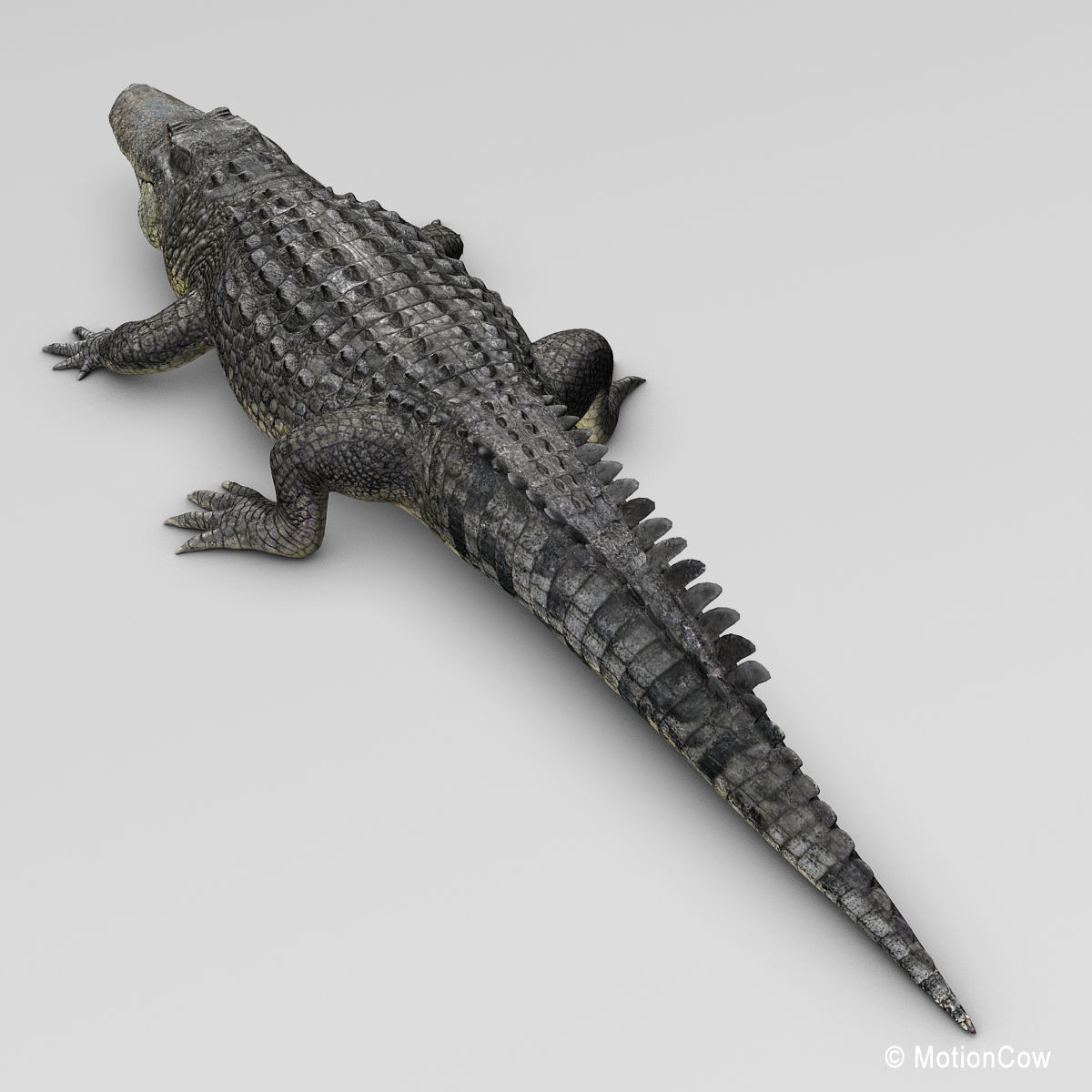 Alligator 3D model_21