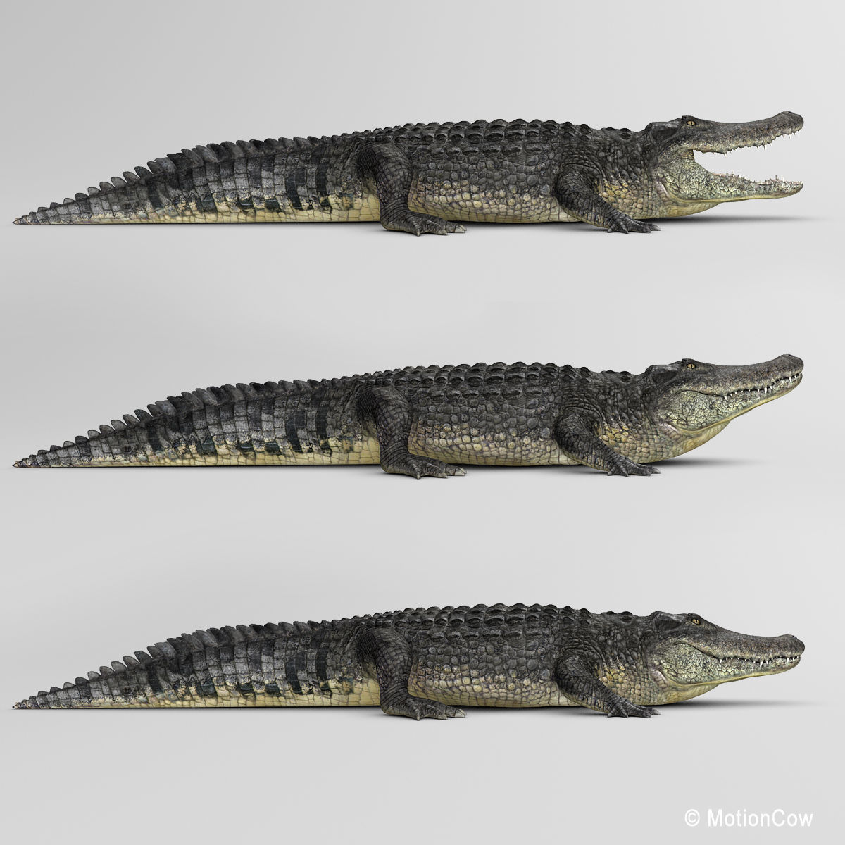 Alligator 3D model_13