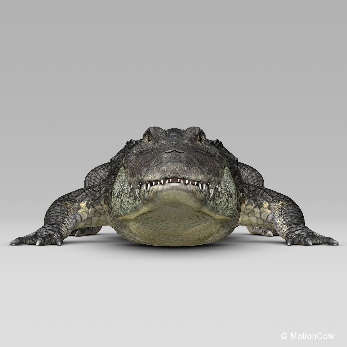 Alligator 3D model_15