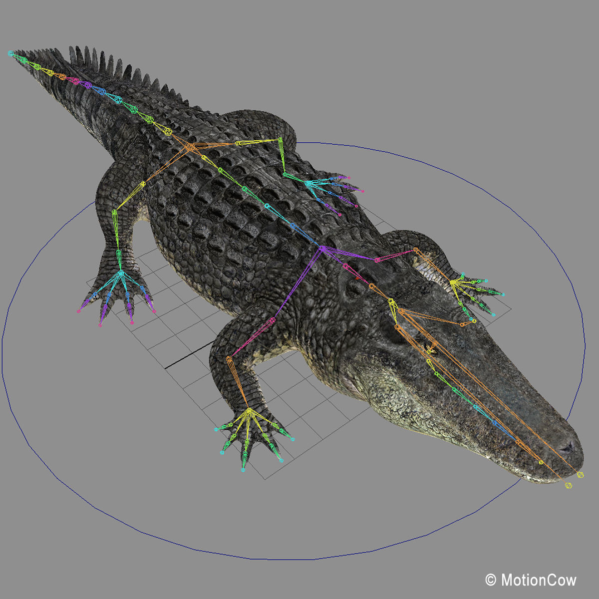 Alligator 3D model_25