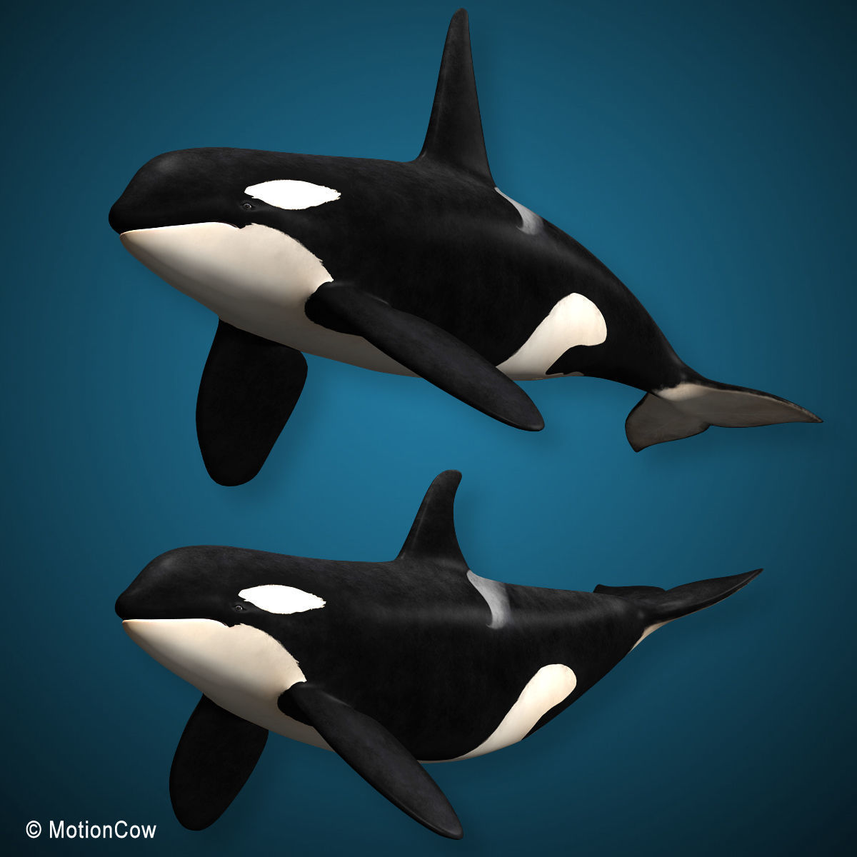 Orca Family - Killer Whales 3D model_2