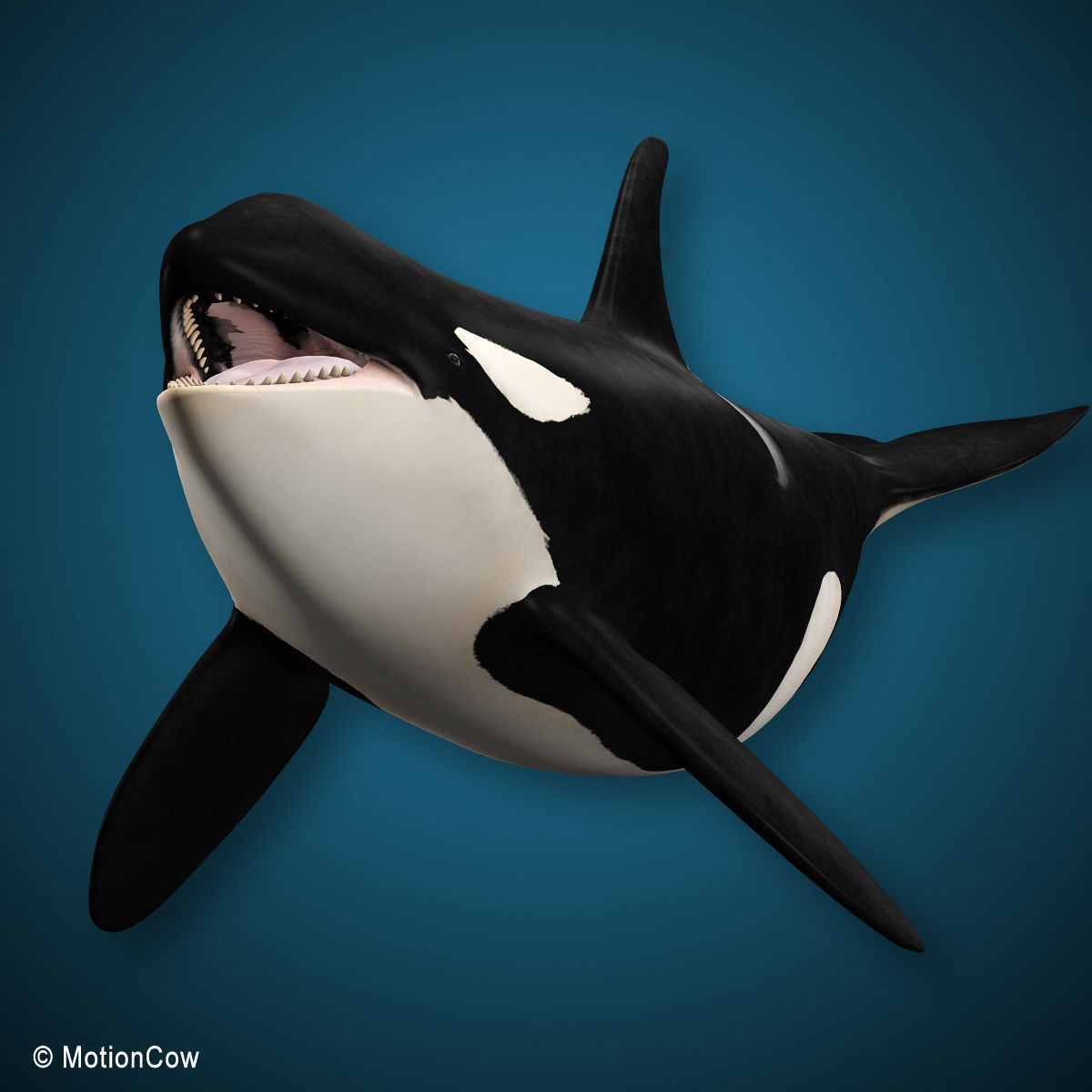 Orca Family - Killer Whales 3D model_7