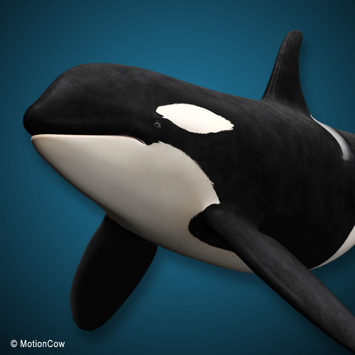 Orca Family - Killer Whales 3D model_9
