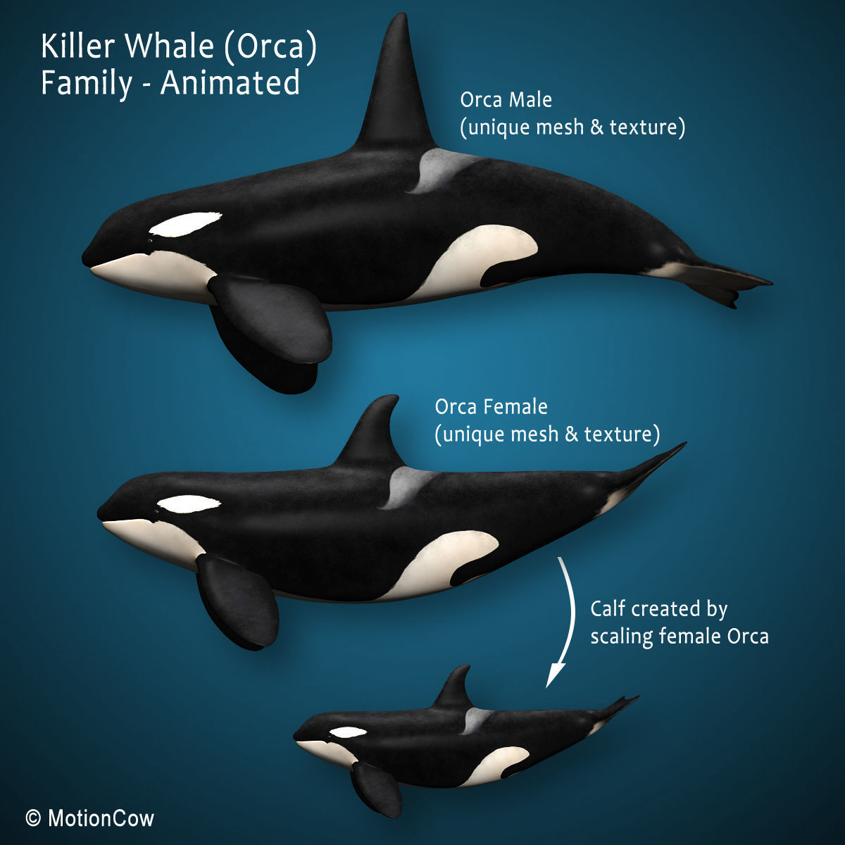 Orca Family - Killer Whales 3D model_18