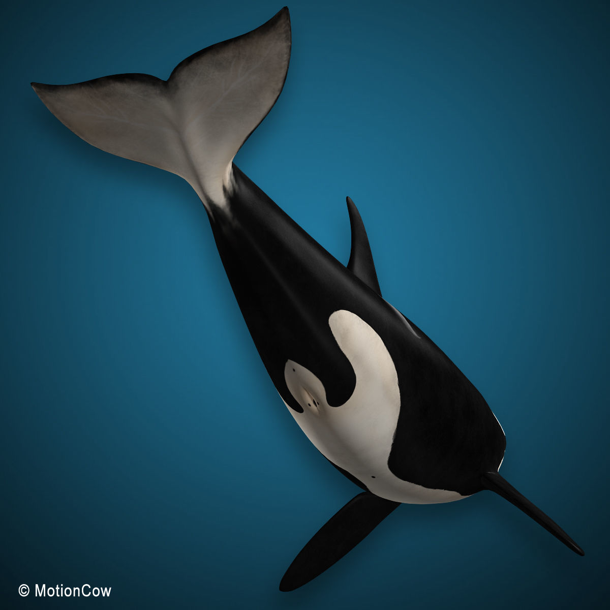 Orca Family - Killer Whales 3D model_8