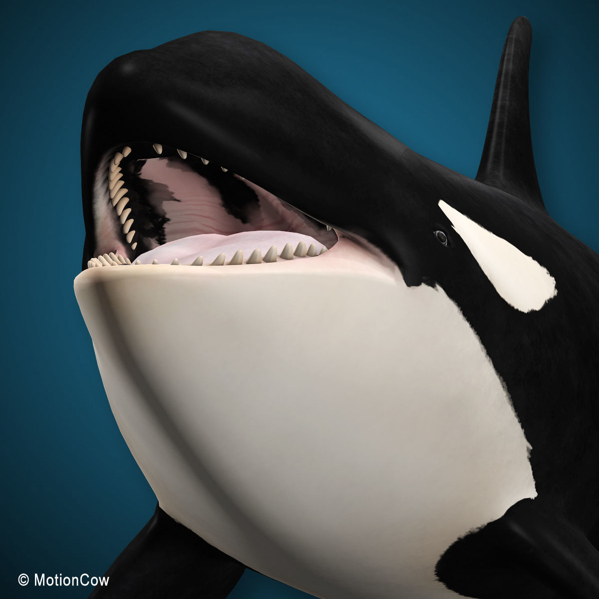 Orca Family - Killer Whales 3D model_12