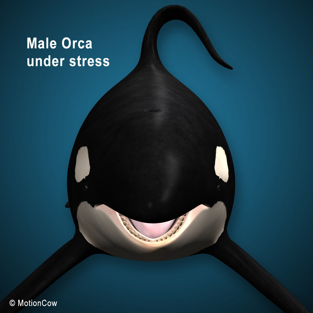 Orca Family - Killer Whales 3D model_15