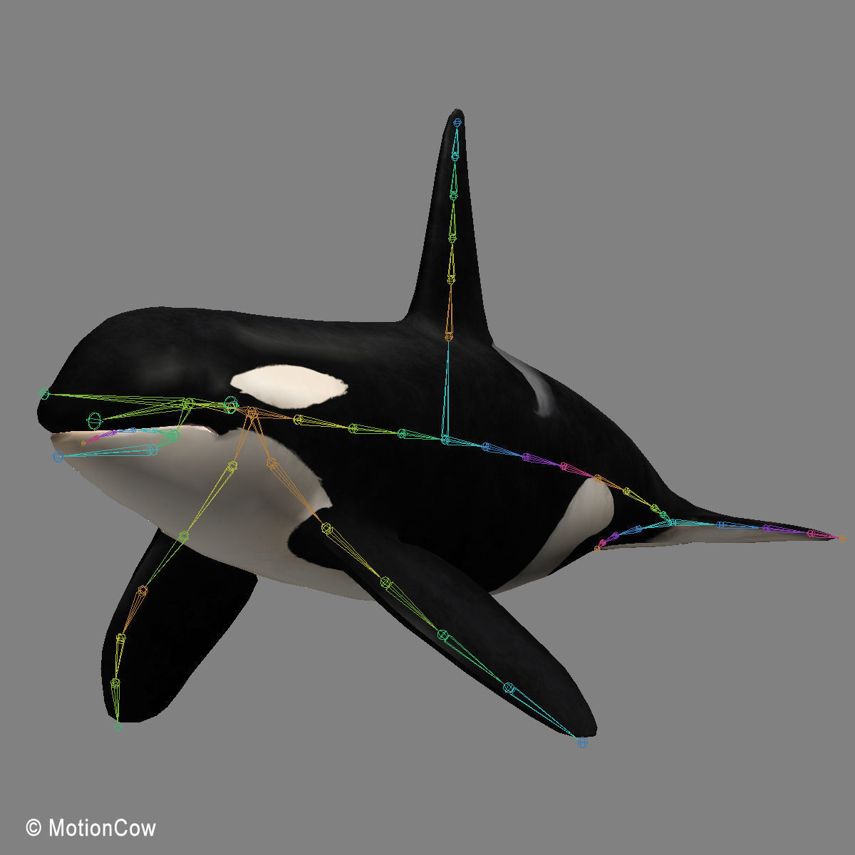 Orca Family - Killer Whales 3D model_19
