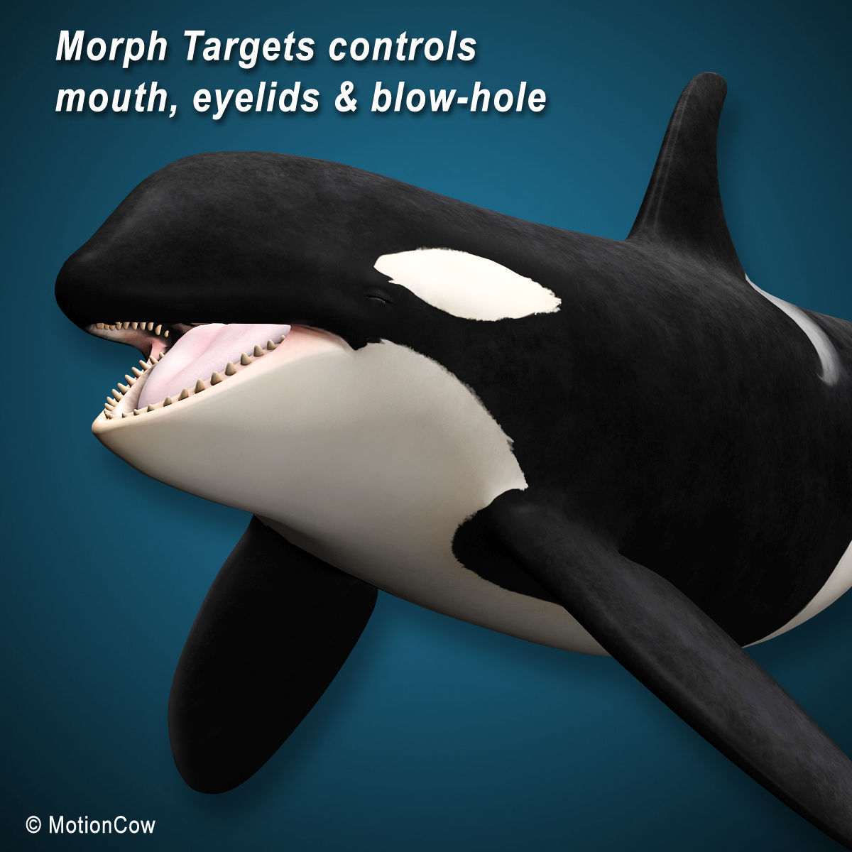 Orca Family - Killer Whales 3D model_10