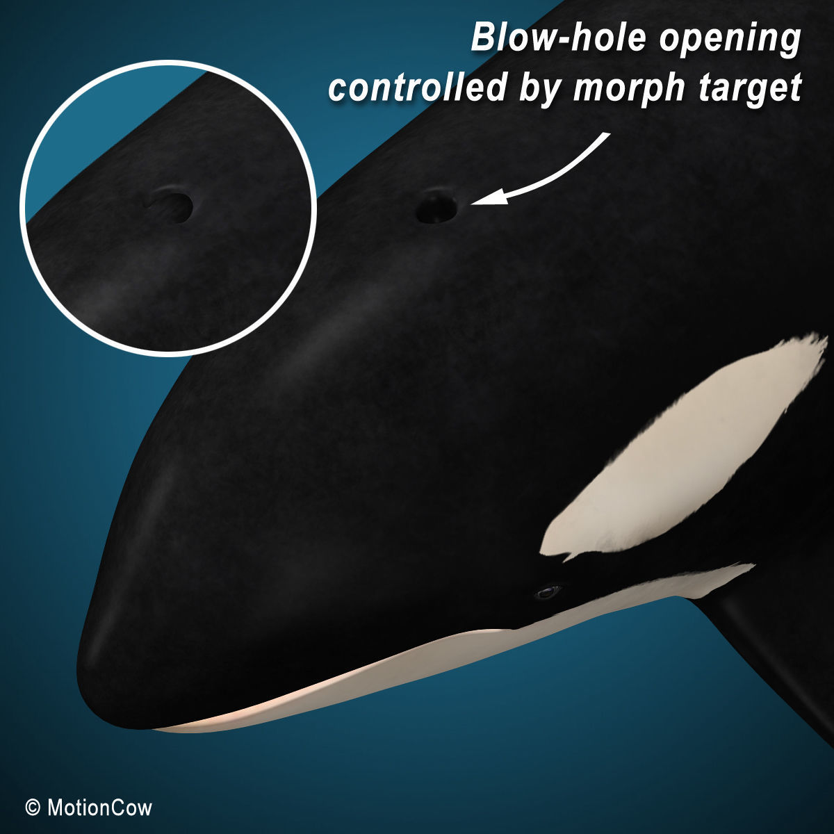 Orca Family - Killer Whales 3D model_11