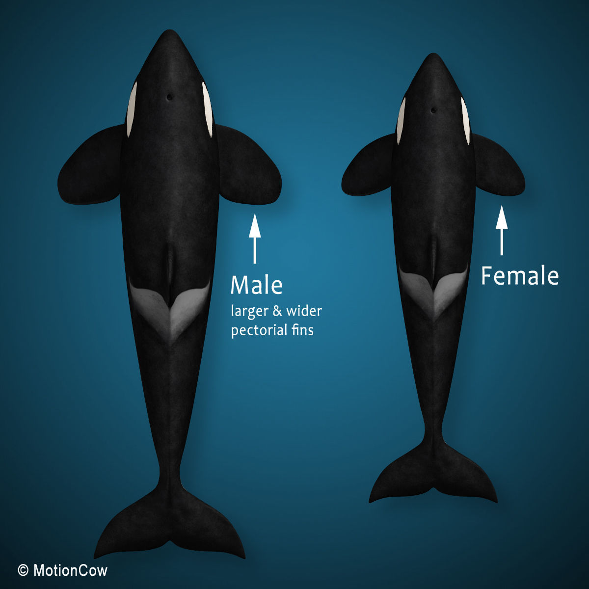 Orca Family - Killer Whales 3D model_6