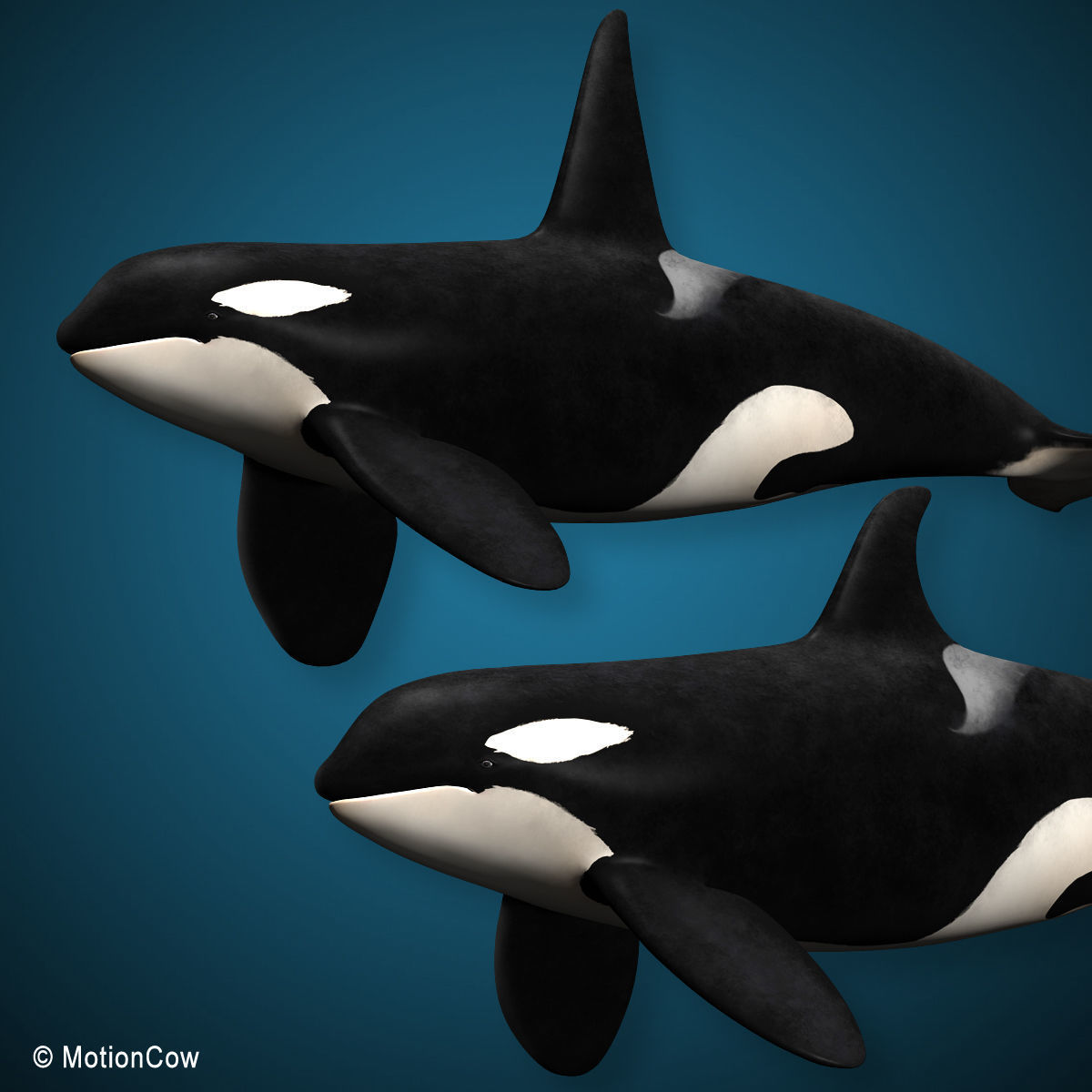Orca Family - Killer Whales 3D model_14